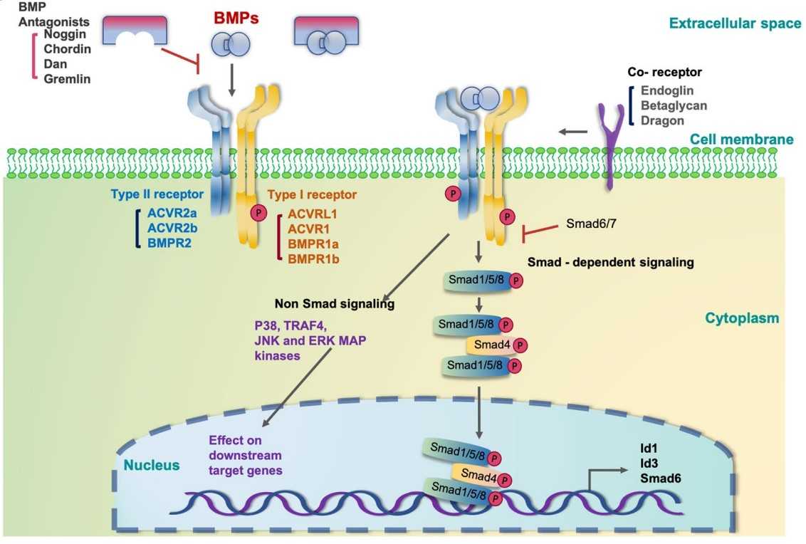 BMP signalling.jpg